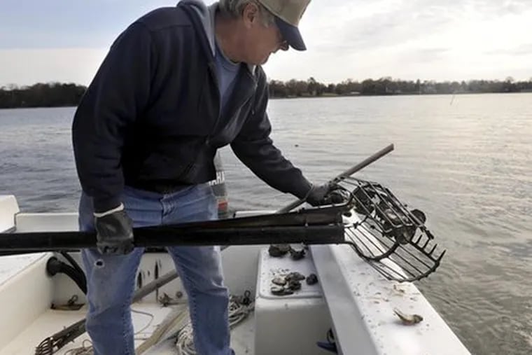 Ronny Jetmore tongs for oysters in a creek off the Patuxent River. He and fellow watermen are trying to raise oysters, which have been devastated by disease in Chesapeake Bay.