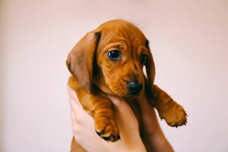 Some puppies are at higher risk for heart disease if they’re born in the summer.