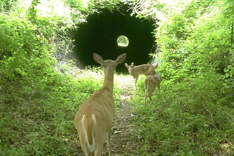Fawns make their way under Route 80 in North Jersey. Cameras also have recently shown endangered bobcats, a bear cub, and opossums using the tunnels. (NJDEP)