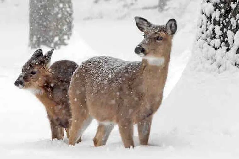 Snow provides perfect backdrop for two deer at Valley Forge National Park yesterday. At far right, an unidentified woman walks past the closed Copa Banana at 4th and South streets.