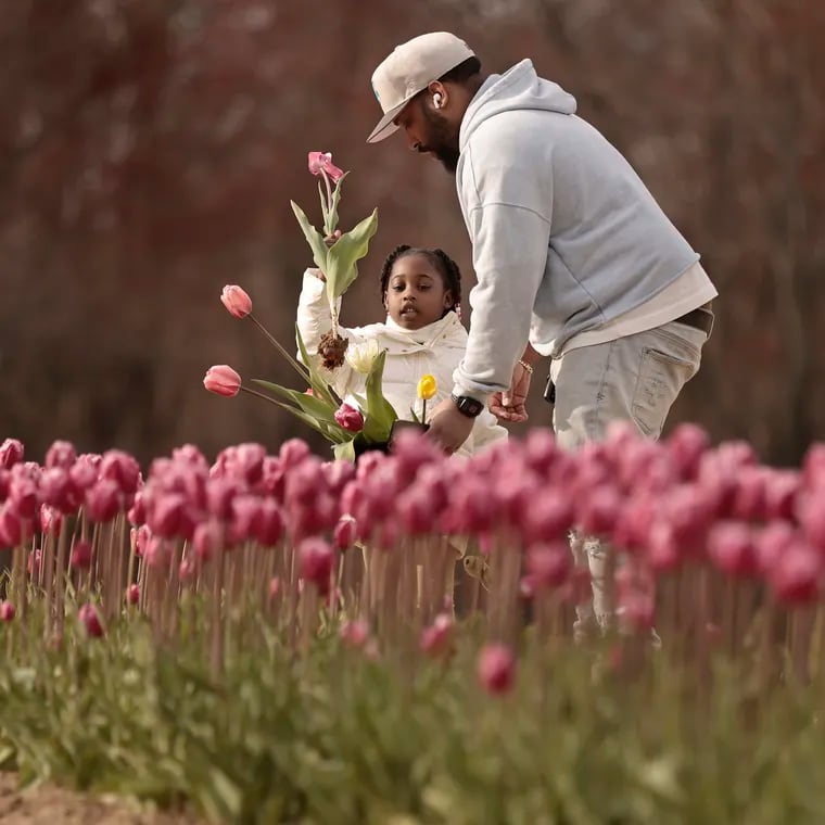 Ramsy F. of Philadelphia helps his daughter Sofia F., 4, pick tulips at the 2024 Dalton Farms Festival of Tulips! in Swedesboro, N.J. on Easter Sunday, March 31, 2024. The farm has 400,000 daffodils, 150 varieties of tulips and planted one million bulbs.
