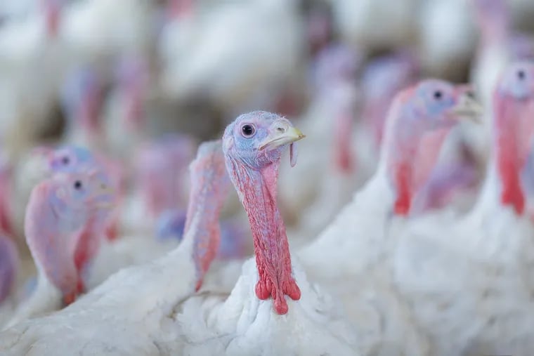 Three men hired to herd turkeys at a farm in New Oxford punched, kicked and stomped on them, prosecutors said.
