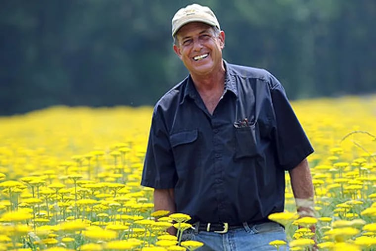In Chesterfield, N.J., James Durr of Wholesale Florist Inc. stands in a field of yaro. (April Saul / Staff Photographer)