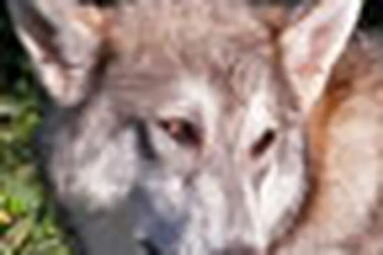 Are Wolf Dogs Legal In Pa