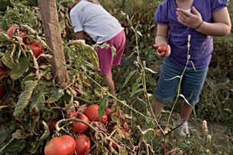 Mara Magarahan (left), 6, and Allison Malarkey, 7, both of Downingtown, gather tomatoes for Chester County Food Bank in the vegetable garden on the grounds of the Westtown School.