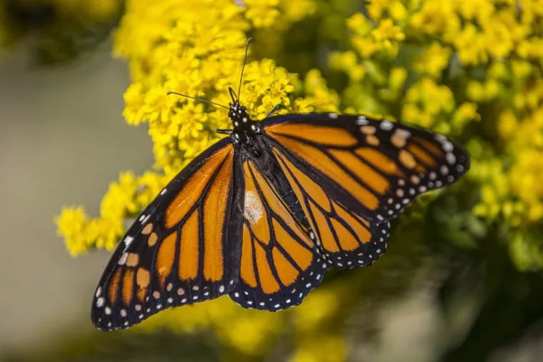 A monarch butterfly on a goldenrod flower in the Nature Center of Cape May.