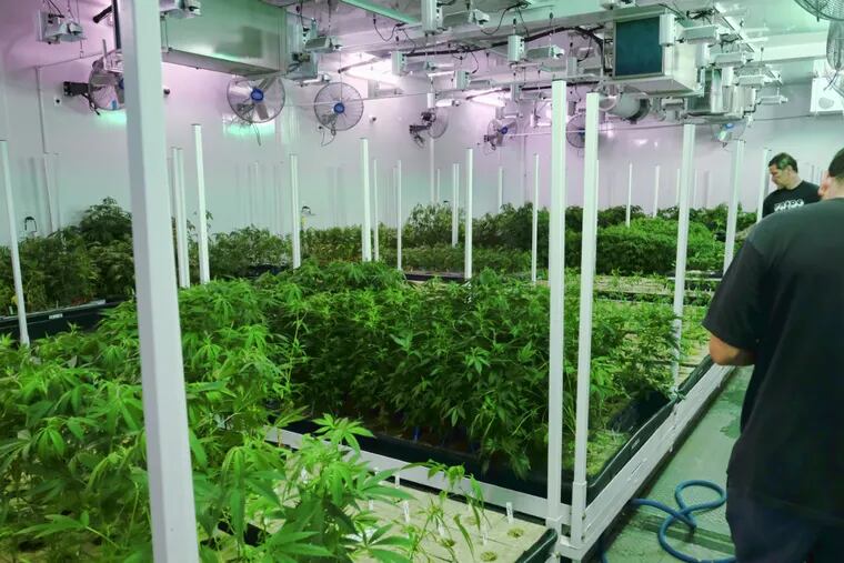 A grow room for medical marijuana in Los Angeles. New Jersey needs to think not only about big-business, but small home growers.