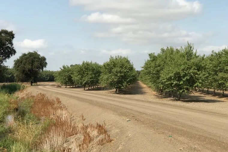 Big Valley Ranch, a fruit and nut farm that covers almost 1,000 acres near Stockton, Calif.