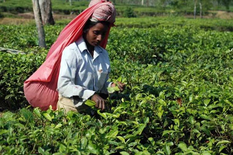 A tea plucker works on the Gatoonga Tea Estate in Jorhat in Assam, India. Assam is a must for tourists interested in tea and the lifestyle of its planters. Several colonial era bungalows and mansions are now open to visitors for overnight stays. (AP Photo/Denis Gray) ORG XMIT: BK103