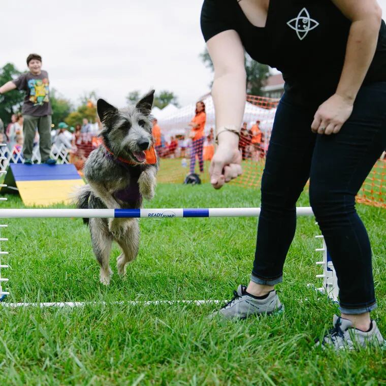 PAWS annual Mutt Strut returns this weekend to raise money for the city's homeless animals.