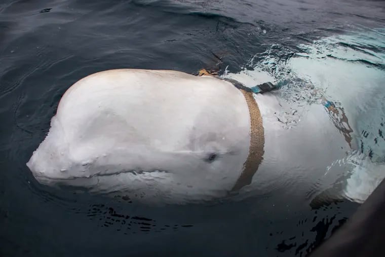A beluga whale seen as it swims next to a fishing boat before Norwegian fishermen removed the tight harness, swimming off the northern Norwegian coast on Friday.