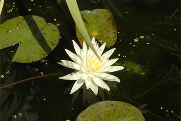 Here, a water lily in Debbie Radvany's Harleysville backyard pond. ( April Saul / Staff Photographer )