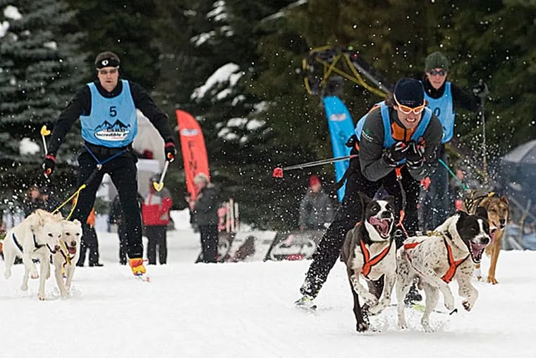 A skijoring competition. (Steven Donahue/Nestle Purina PetCare/PRNewsFoto/AP)