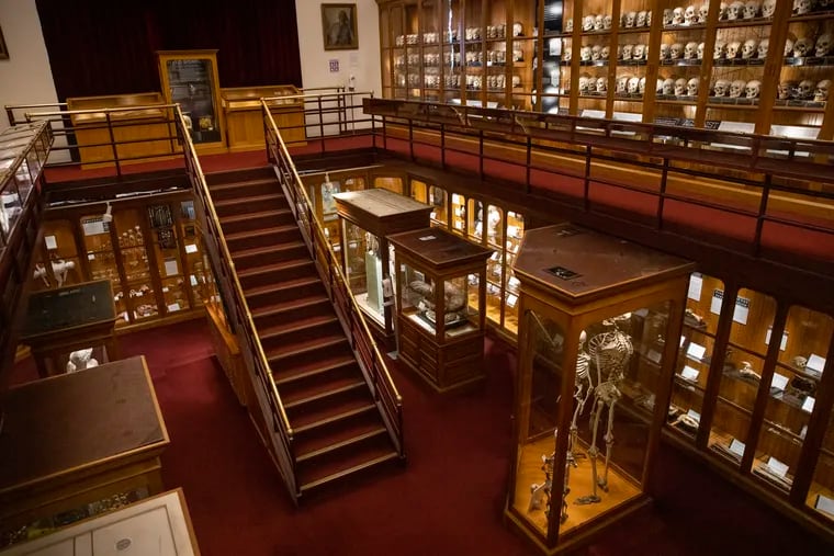 An interior view of the Mütter Museum in October 2021. Five display cases were donated to the nonprofit Resource Exchange for resale.