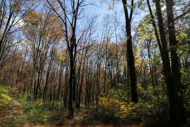Peak fall foliage is seen at French Creek State Park in Elverson, Pa., on Wednesday, Oct. 23, 2019. Pennsylvania can create jobs and protect public lands by creating a new conservation corps, write Collin O’Mara of the National Wildlife Federation and Jacquelyn Bonomo of PennFuture.