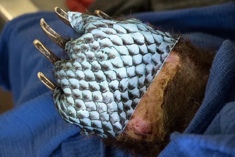 A veterinary team at the University of California at Davis sutured tilapia skin onto the paws of bears burned in California’s wildfires.