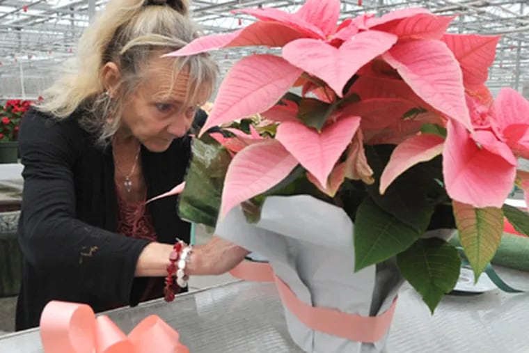 Lisa Stanley decorates a poinsettia at her business, Stanley's
Greenhouse, Friday, Dec. 16 in Knoxville, Tenn. (AP Photo/Adam Brimer,
Knoxville News Sentinel)