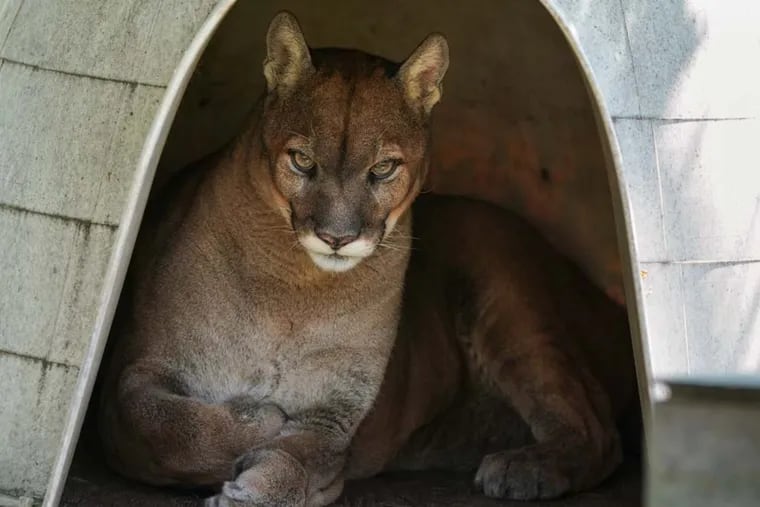 A mountain lion named Rocky, at the East Coast Animal Rescue, Tuesday, September 4, 2018.