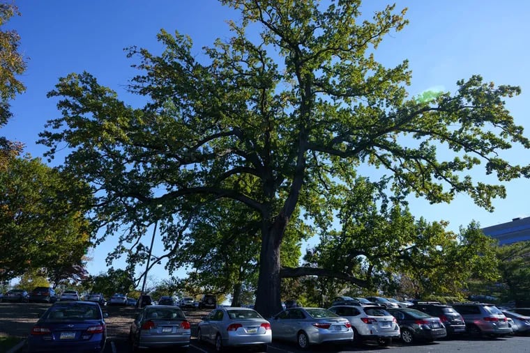 This 230+ year-old oak tree has evaded being cut down, even as development has cropped up around it, in Bala Cynwyd.
