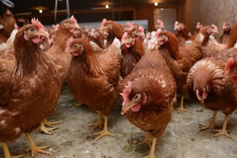 Chickens in a Lebanon County farm that produces eggs for Sauder's Eggs, one of the country's largest egg marketers.