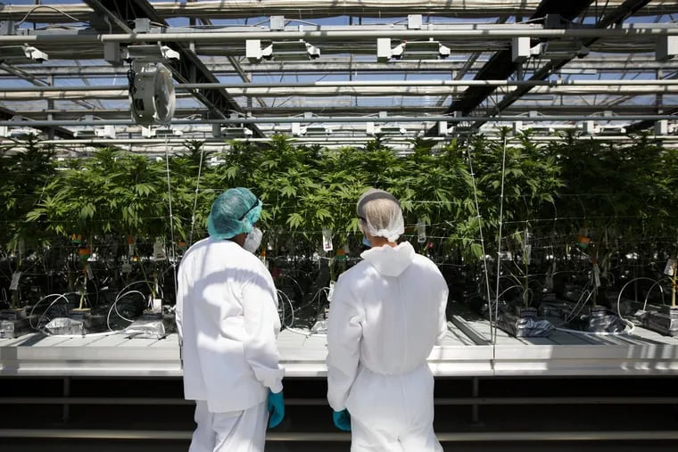 Employees inspect cannabis plants at the CannTrust Holdings Inc. Niagara Perpetual Harvest facility in Pelham, Ontario, Canada.