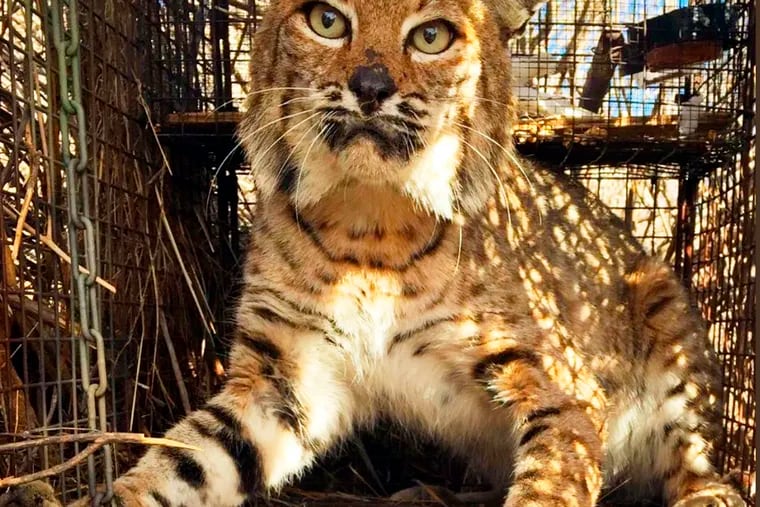 This undated photo provided by the Santa Monica Mountains National Recreation Area shows a bobcat. A bobcat that attacked a golfer in Connecticut was beaten off by golf clubs before environmental police tracked it down and killed it, authorities said. (Santa Monica Mountains National Recreation Area via AP, File)