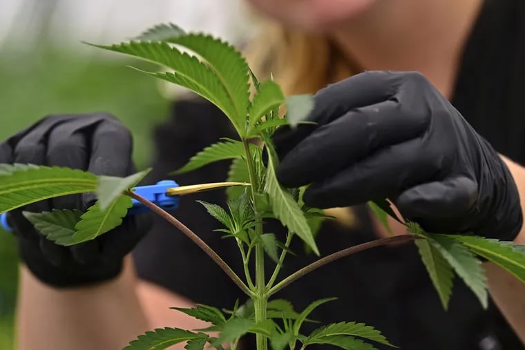An employee at a medical marijuana cultivator works on topping a marijuana plant, in Eastlake, Ohio.
