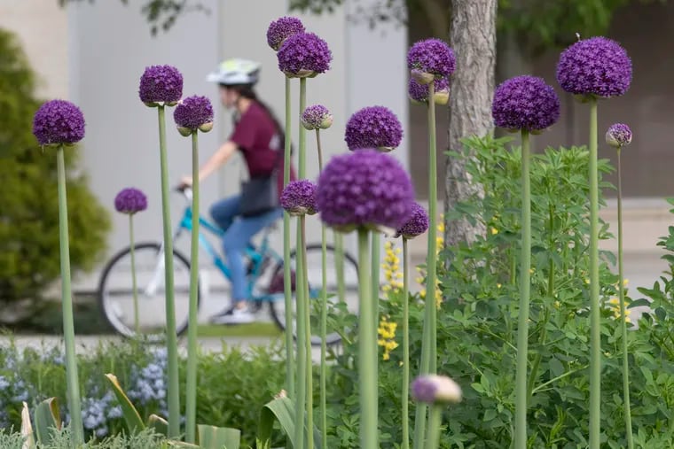 A bicyclist goes by some flowering ornamental onions in the center of Swarthmore on May 21, 2020.