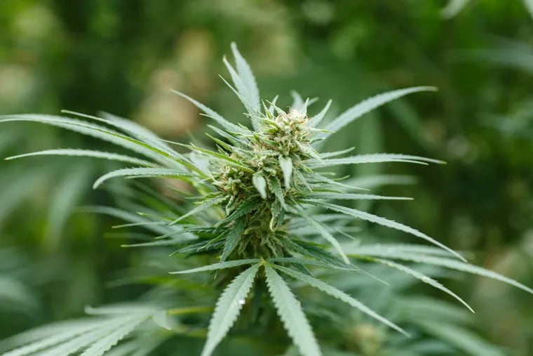 File photo of a marijuana plant.