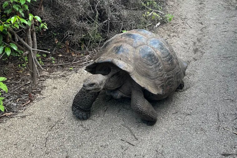 A giant tortoise ignores people visiting Isabela Island, the largest island in the Galapagos. Trudy Rubin found inspiration in what she called a "placid, nonviolent creature that has withstood man’s invasion and brutality."