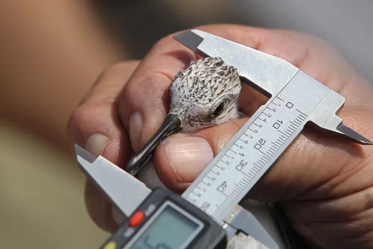 Calipers measure the length of the head and bill of a red knot that will be tracked. The birds are also weighed before being released.