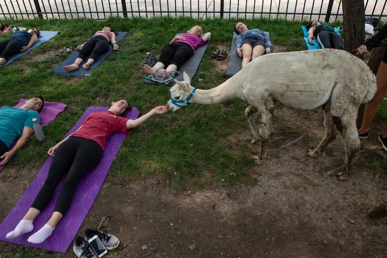 Nina Marcos, 28, of Logan Square, reaches out to touch an alpaca while she does yoga at the East Passyunk Community Center Park in South Philadelphia.