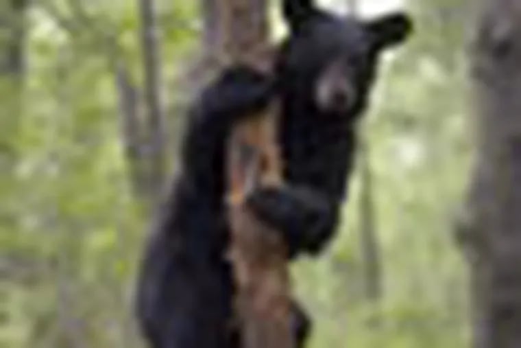A male black bear,about 18 months old, climbs a tree in Bear Swamp Wildlife Managment Area in Newton, New Jersey. (Bonnie Weller/Inquirer) 6/22/06. (84094).jbear28-a. Black Bear Tagging with NJ State biologists at Bear Swamp Wildlife Mgt Area in Newton, Sussex County, New Jersey. (Hampton Twshp.)