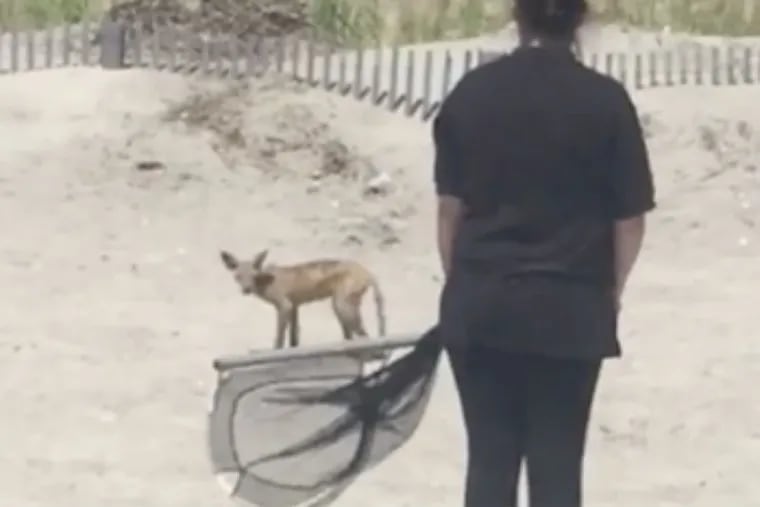 A video posted on Facebook shows a fox loose near the dunes at Sea Isle City.