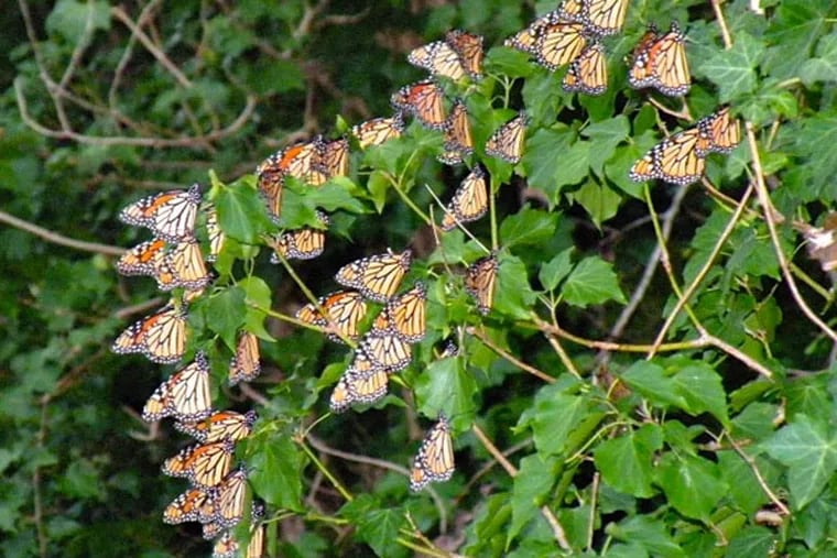 Monarch butterflies at Cape May Point, N.J., on Sept. 16, 2010. (Mark S. Garland photo)