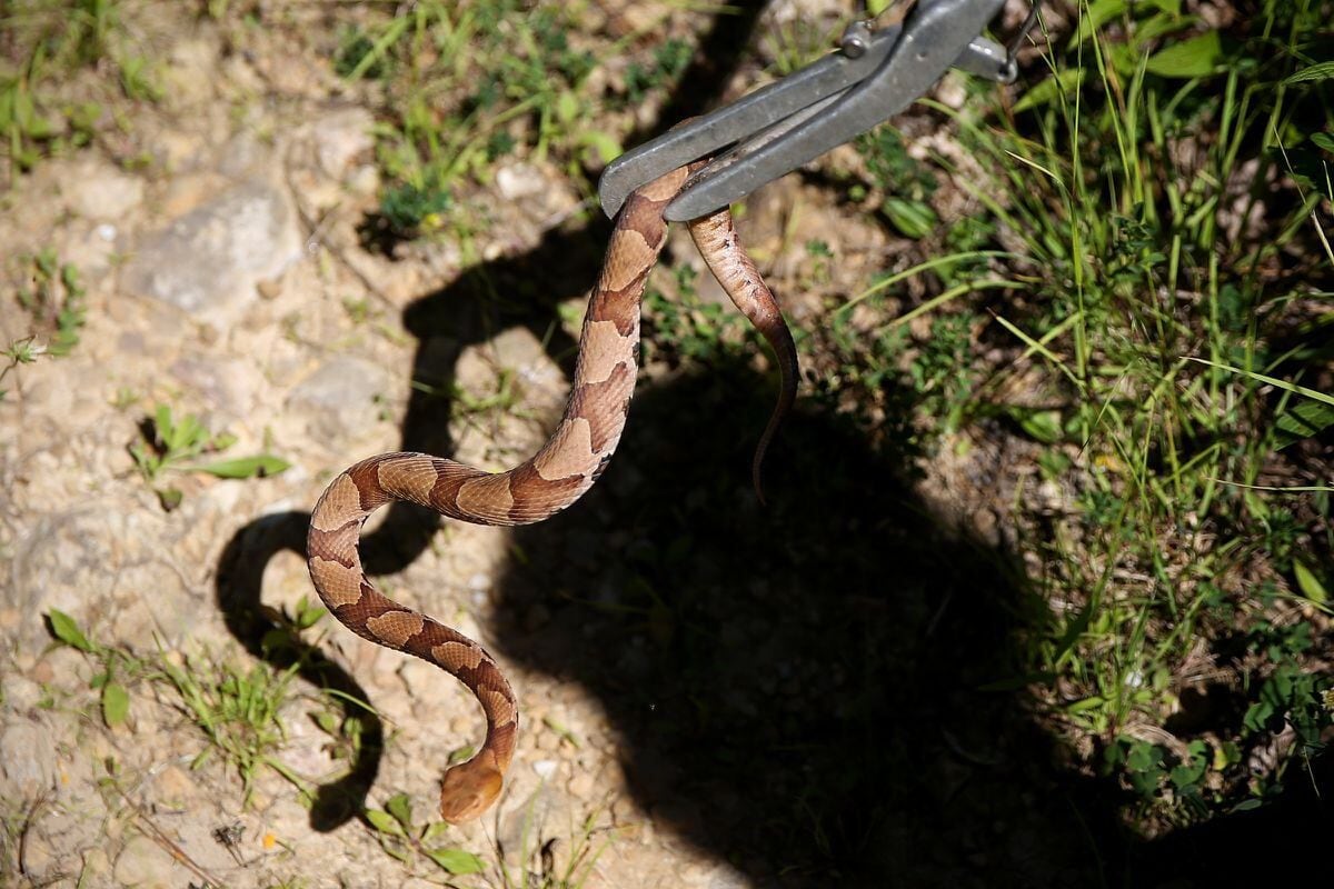 A Pennsylvania Woman Was Bitten By A Copperhead Snake While Doing