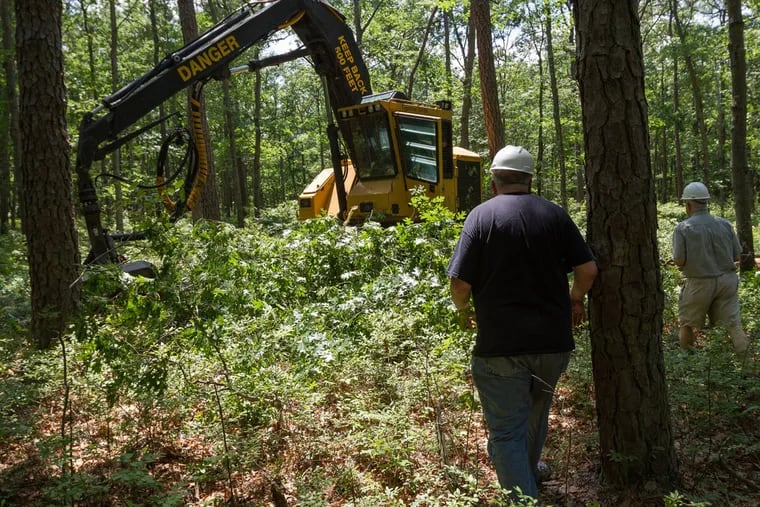 Dr. George Zimmermann, a Stockton professor of Environmental Studies, on the left, and Dr. Jamie Cromartie, associate professor of Entomology, walk towards a harvester during forest thinning at Stockton University. ( Susan Allen/ Stockton University )