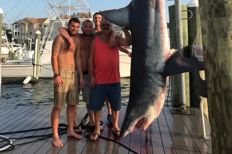 This 12-foot, 926-pound mako shark was caught on July 22 off the Jersey coast. It could set a record for the state. Left to right: Matthew Lockett; and Matt, William and Steven Miccio.
