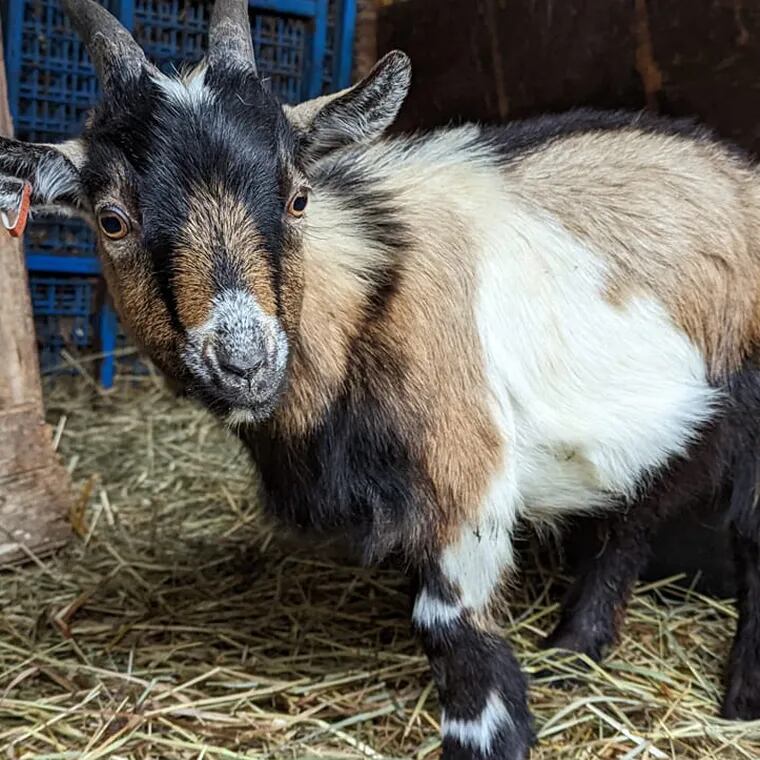 Two Pennsylvania vegan festivals canceled goat yoga and cuddling sessions scheduled with Steinmetz Family Farm of Berks County after critics called the practice animal exploitation.