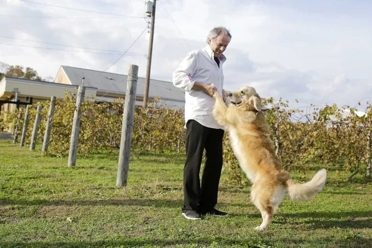 Balic Winery owner Bojan Boskovic dances with&quot;Mariah&quot;, the 3.5 year old Golden Retriever at Balic Winery in Mays Landing, NJ on Nov. 3, 2017.