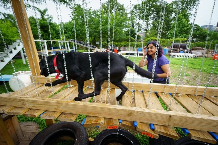 Amritha Mallikarjun leads Helen, a dog who can detect ovarian cancer, through an obstacle course, at the Penn Vet Working Dog Center in Philadelphia.