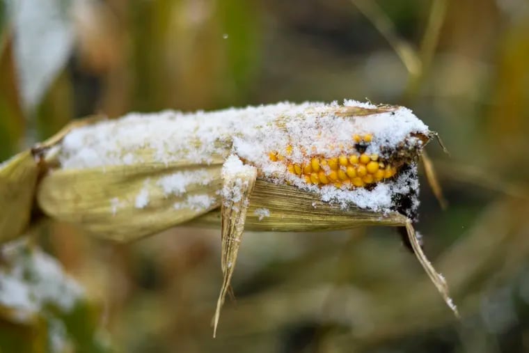 A cob of corn endures the frost. That "black layer" indicates that this cob of corn has matured and will survive.