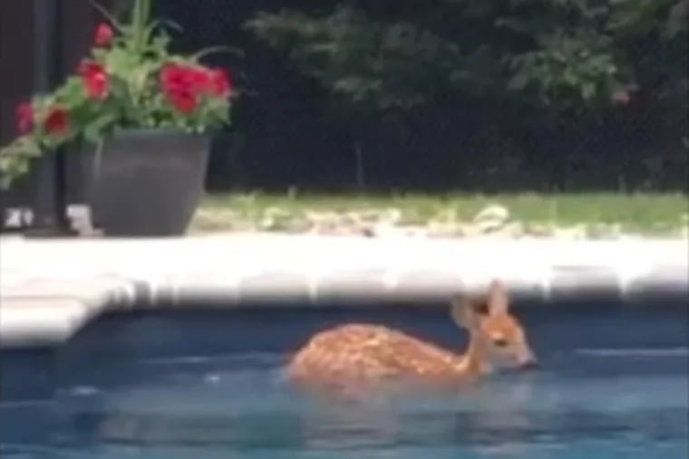 A baby deer enjoys a dip in the backyard pool of Brittney Benincasa of Freehold, N.J.