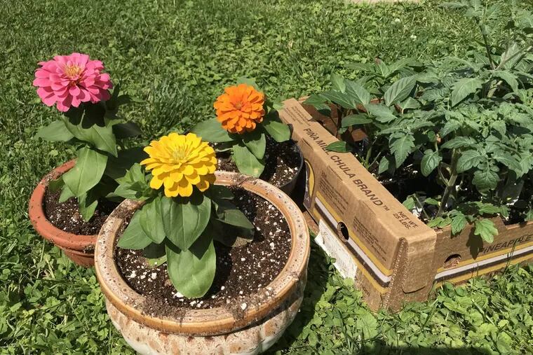 These zinnias made their way to columnist Maria Panaritis' house over the Memorial Day weekend in a peculiar way, making for a spring planting ritual that became anything but ordinary.