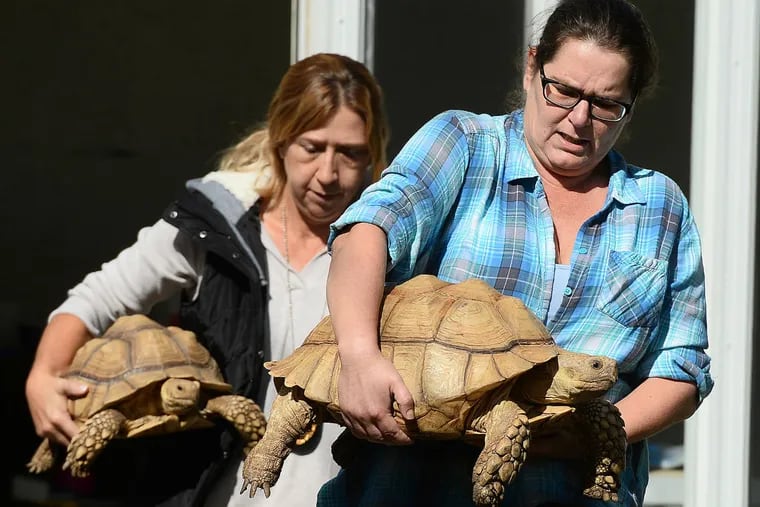Humane Society Police Officer Tracie Graham (back) and Clair Mullins of the Montgomery County SPCA (front) take out two large tortoises Thursday, October 18, 2018 from an Upper Hanover home. Authorities rescued at least 240 animals from a home on the 1100 block of Station Road in Upper Hanover Township, including more than 100 snakes, as well as several alligators, ferrets, skunks, turtles and at least half a dozen guinea pigs.