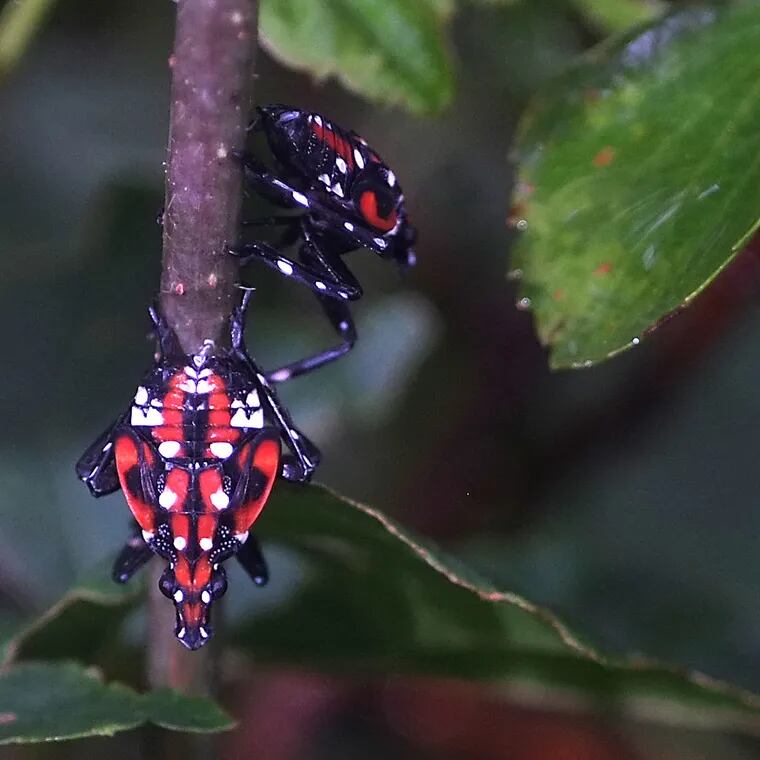 Spotted lanternfly nymph. The spotted lanternfly is originally native to parts of China, India, Vietnam, and eastern Asia.