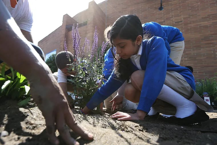 Fourth grader Ashley Salas-Rosas, 10, helps with the planting of flowers outside the Katz Dalsey Academy in Camden. Once complete, butterflies were released into the garden. (DAVID MAIALETTI / Staff Photographer)