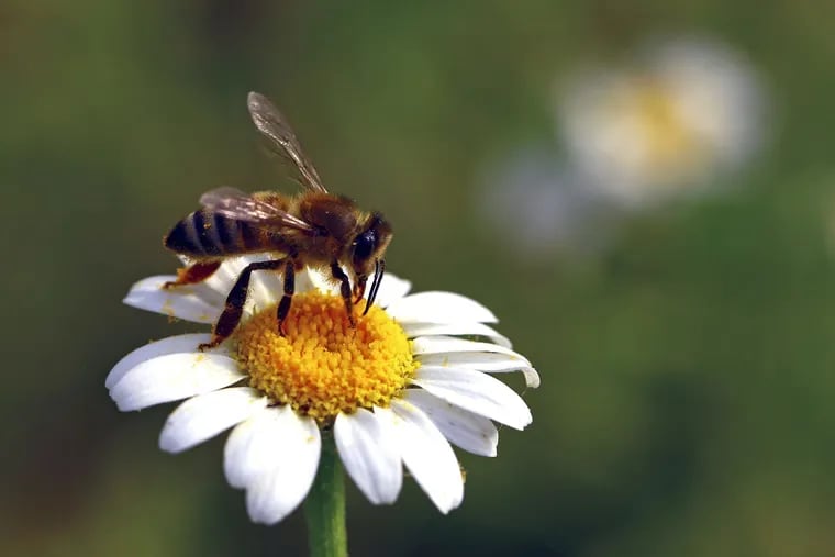 While working a garden, try to keep friendly local bees in mind.