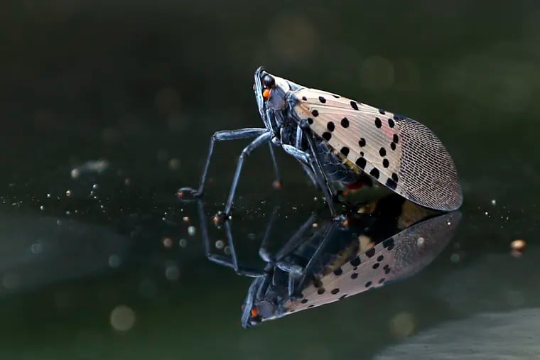 A spotted lanternfly in Washington Twp., Gloucester County, N.J. on Aug. 1, 2020.