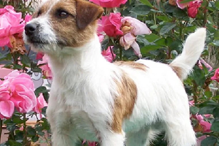 The Russell Terrier